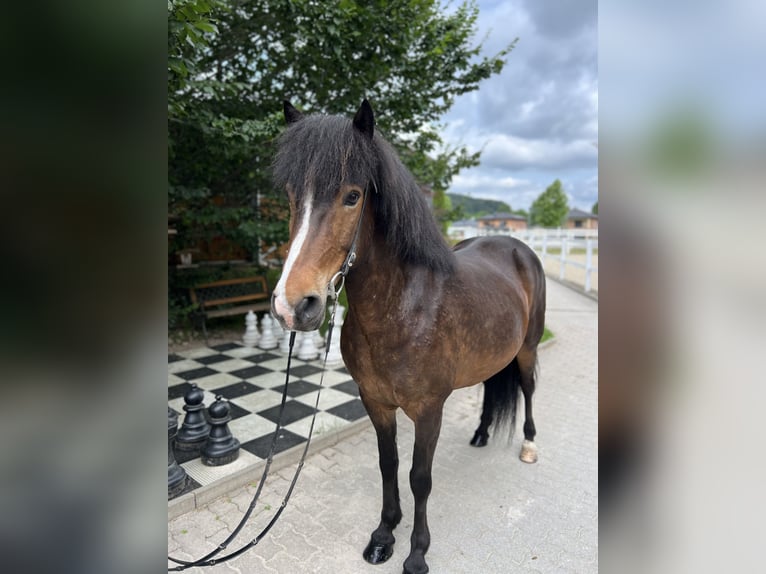 Icelandic Horse Mare 12 years 14,1 hh Brown in Lochen am See