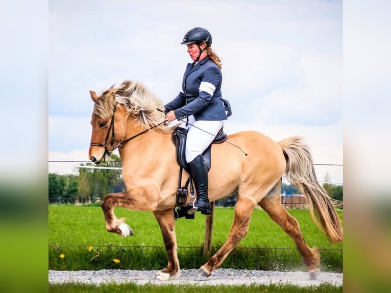 Icelandic Horse Mare 12 years 14.1 hh  in Maurik