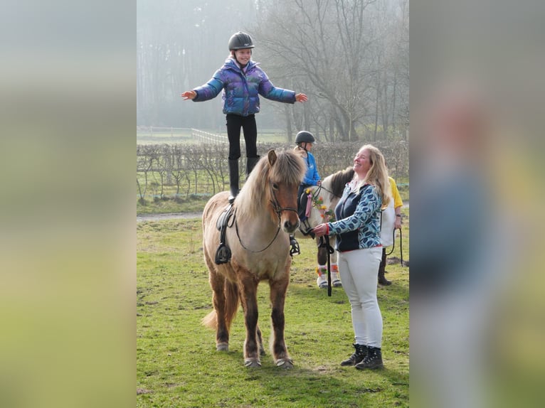 Icelandic Horse Mare 12 years 14.1 hh  in Maurik