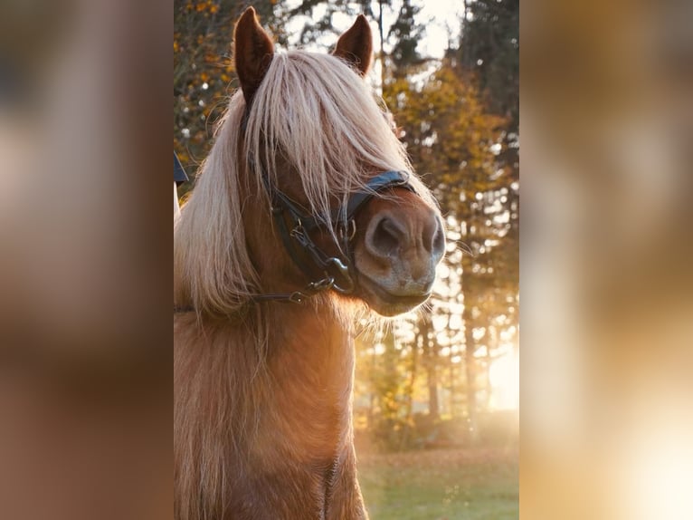 Icelandic Horse Mare 12 years 14,3 hh Chestnut-Red in Deining