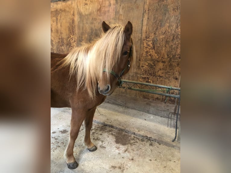 Icelandic Horse Mare 12 years 14,3 hh Chestnut-Red in Deining