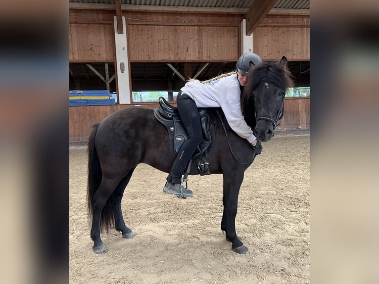 Icelandic Horse Mare 12 years 14 hh Black in Lochen am See