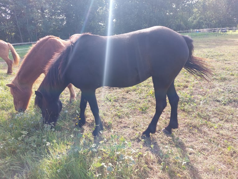 Icelandic Horse Mare 12 years 14 hh Black in Mühlacker