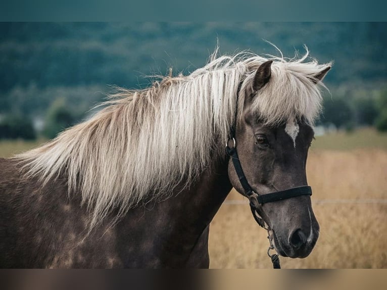 Icelandic Horse Mare 12 years 14 hh in Ober-M&#xF6;rlen
