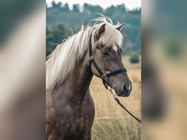 Icelandic Horse Mare 12 years 14 hh in Ober-M&#xF6;rlen