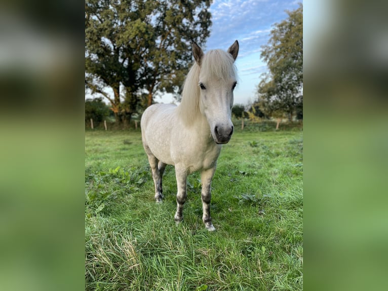 Icelandic Horse Mare 12 years 14 hh Grey in Blåvand