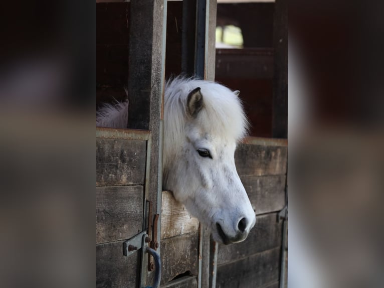 Icelandic Horse Mare 12 years 14 hh Grey in Blåvand