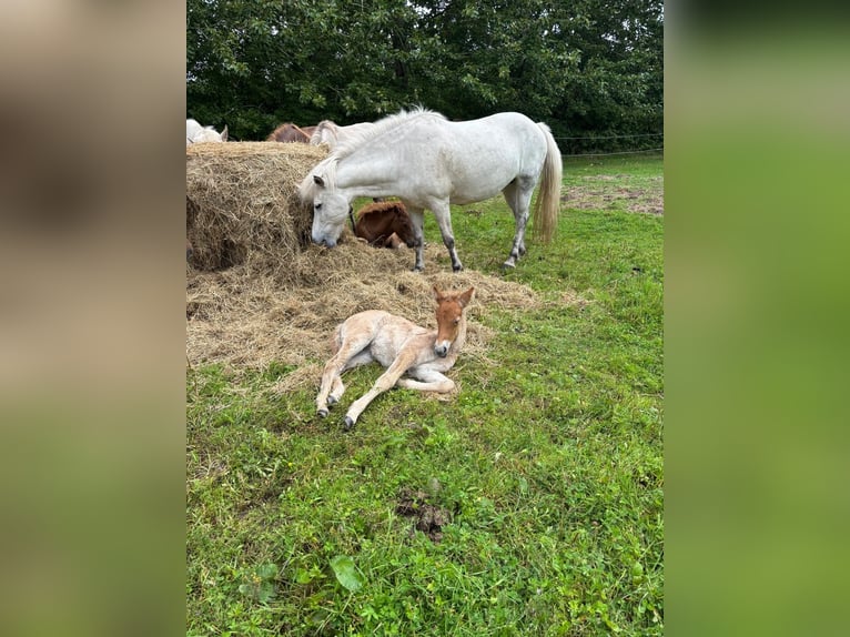 Icelandic Horse Mare 12 years 14 hh Grey in Blåvand
