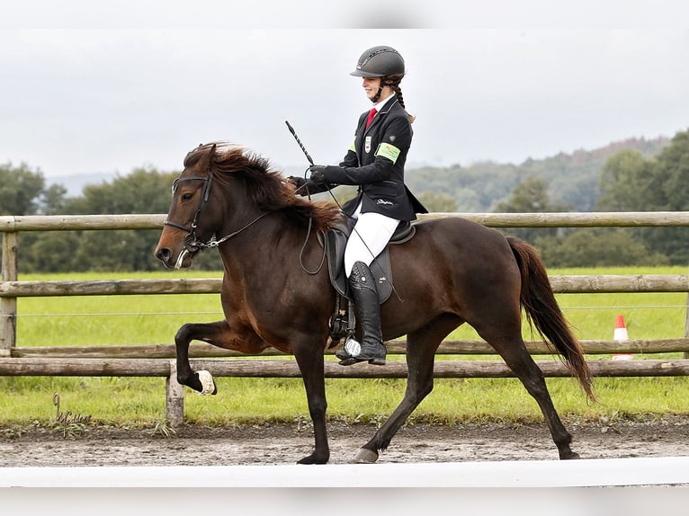 Icelandic Horse Mare 12 years Brown in Neunkirchen-Seelscheid