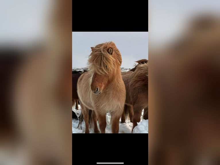 Icelandic Horse Mare 12 years Dun in Hella