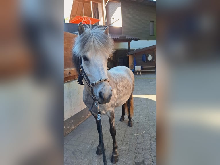 Icelandic Horse Mare 12 years Grey-Dapple in OÖ/ Lochen am See