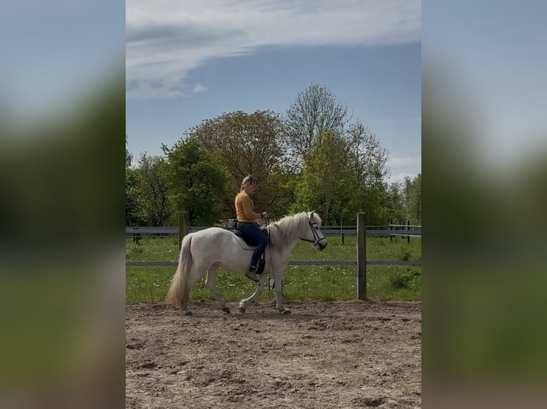 Icelandic Horse Mare 12 years  in Splietsdorf