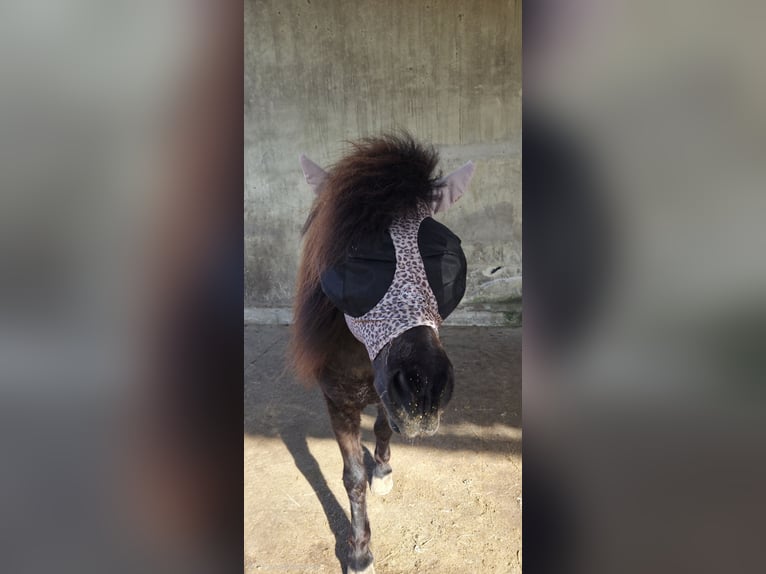 Icelandic Horse Mare 13 years 12.2 hh Black in Sankt Wendel