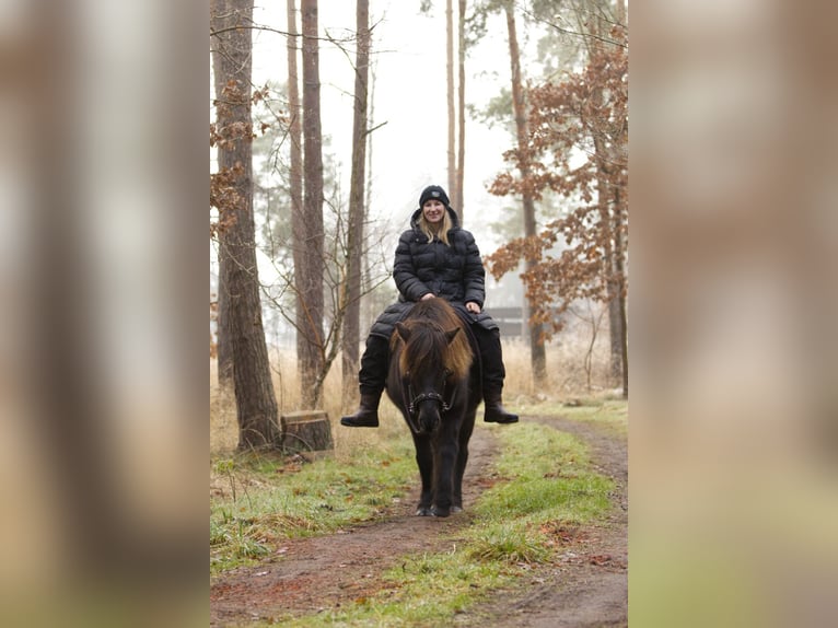 Icelandic Horse Mare 13 years 12,3 hh Black in Ribbesbüttel