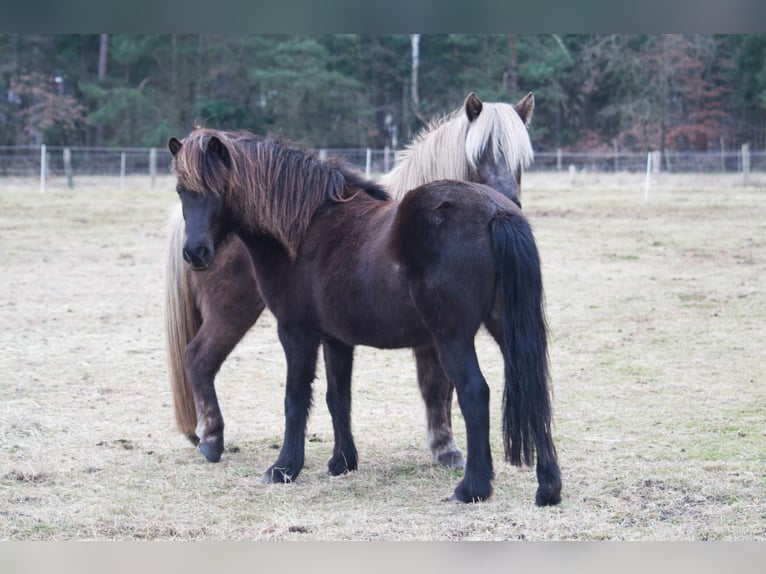 Icelandic Horse Mare 13 years 12,3 hh Black in Ribbesbüttel