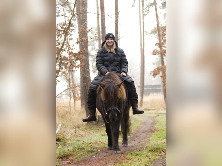 Icelandic Horse Mare 13 years 12,3 hh Black in Ribbesbüttel