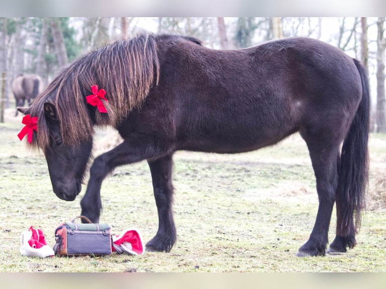 Icelandic Horse Mare 13 years 12,3 hh Black in Ribbesbüttel