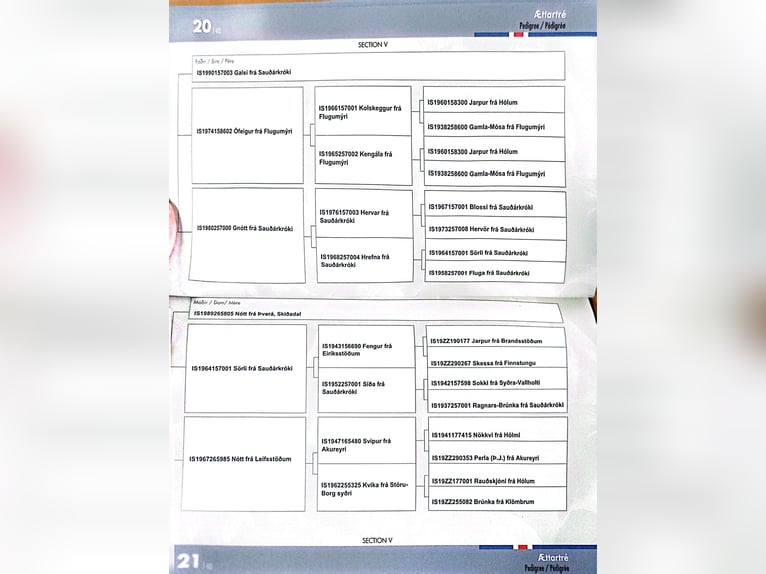 Icelandic Horse Mare 13 years 12,3 hh Brown-Light in Prestranek