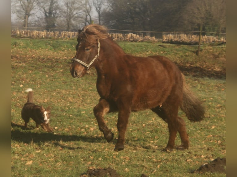 Icelandic Horse Mare 13 years 13,1 hh Chestnut in S&#xFC;dlohn