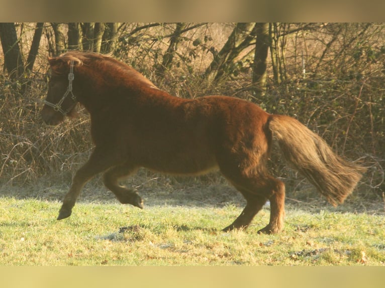 Icelandic Horse Mare 13 years 13,1 hh Chestnut in S&#xFC;dlohn