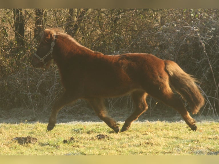 Icelandic Horse Mare 13 years 13,1 hh Chestnut in S&#xFC;dlohn