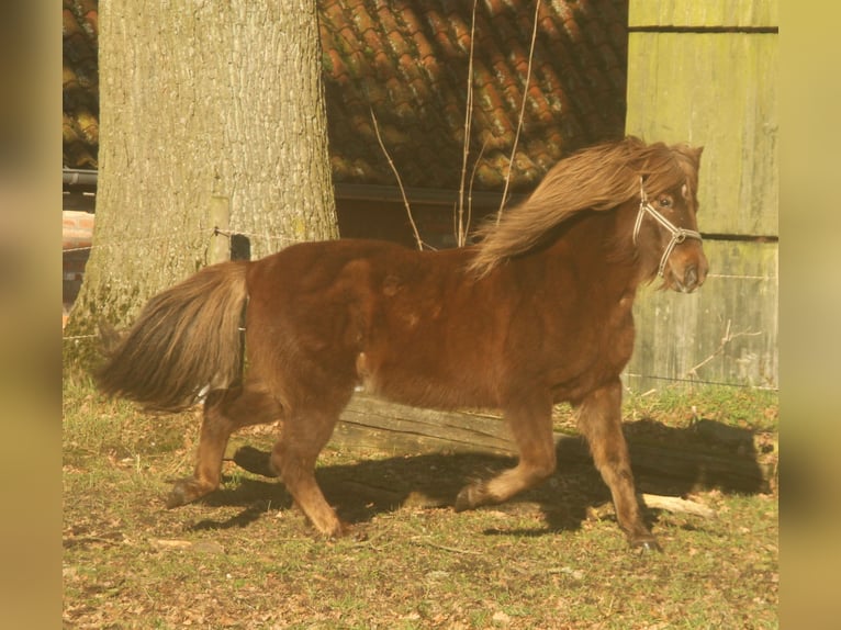 Icelandic Horse Mare 13 years 13,1 hh Chestnut in S&#xFC;dlohn