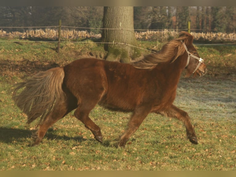 Icelandic Horse Mare 13 years 13,1 hh Chestnut in S&#xFC;dlohn