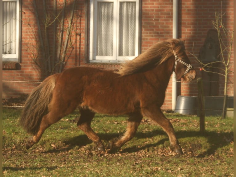 Icelandic Horse Mare 13 years 13,1 hh Chestnut in S&#xFC;dlohn