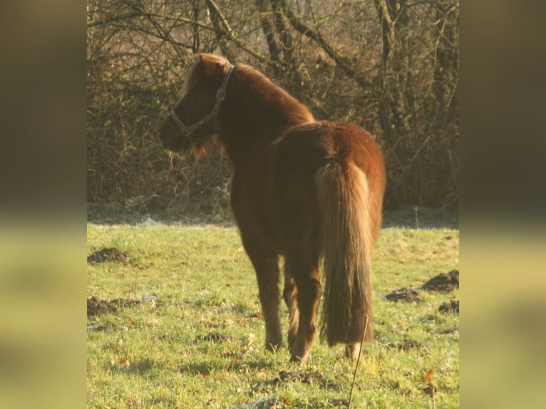 Icelandic Horse Mare 13 years 13,1 hh Chestnut in S&#xFC;dlohn