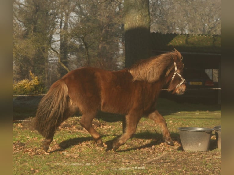 Icelandic Horse Mare 13 years 13,1 hh Chestnut in S&#xFC;dlohn