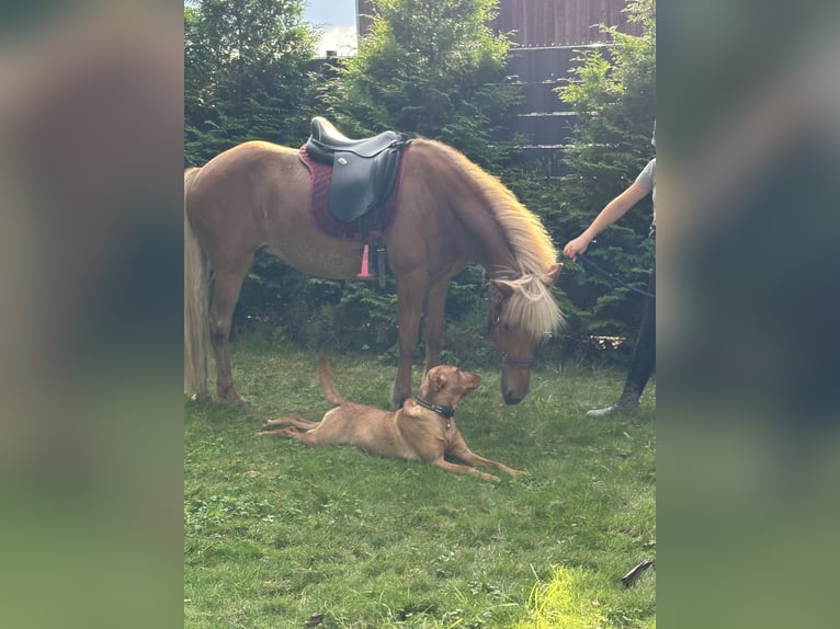 Icelandic Horse Mare 13 years 13,1 hh Chestnut-Red in SarstedtSarstedt