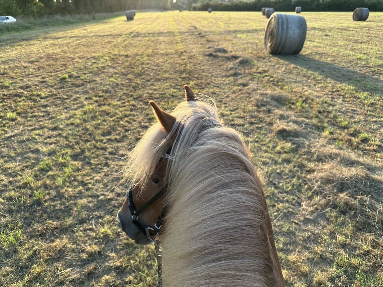 Icelandic Horse Mare 13 years 13,1 hh Chestnut-Red in SarstedtSarstedt