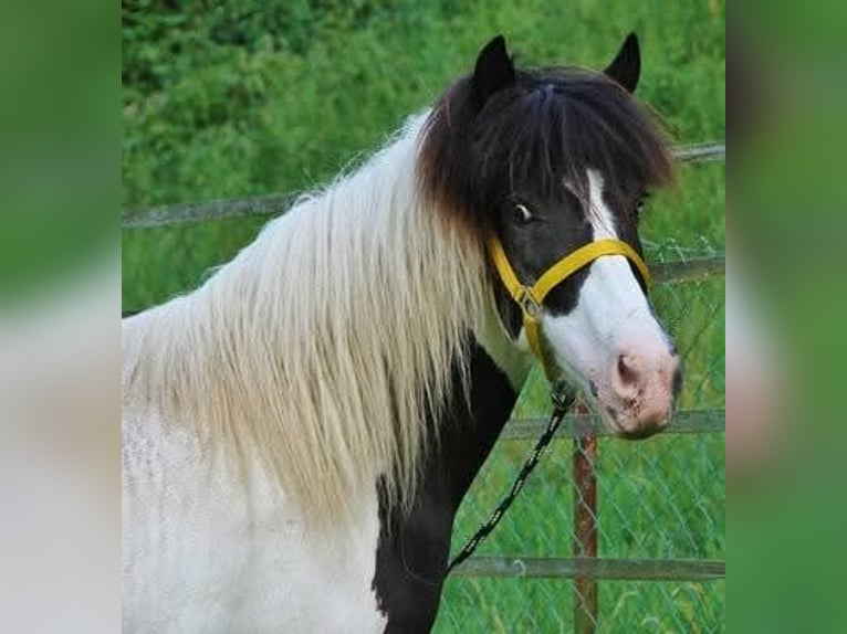 Icelandic Horse Mare 13 years 13.1 hh Pinto in Saarland