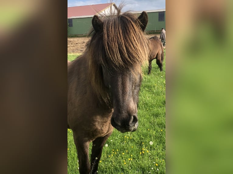 Icelandic Horse Mare 13 years 13,2 hh Black in Otzberg/Zipfen
