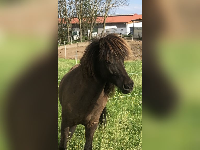 Icelandic Horse Mare 13 years 13,2 hh Black in Otzberg/Zipfen