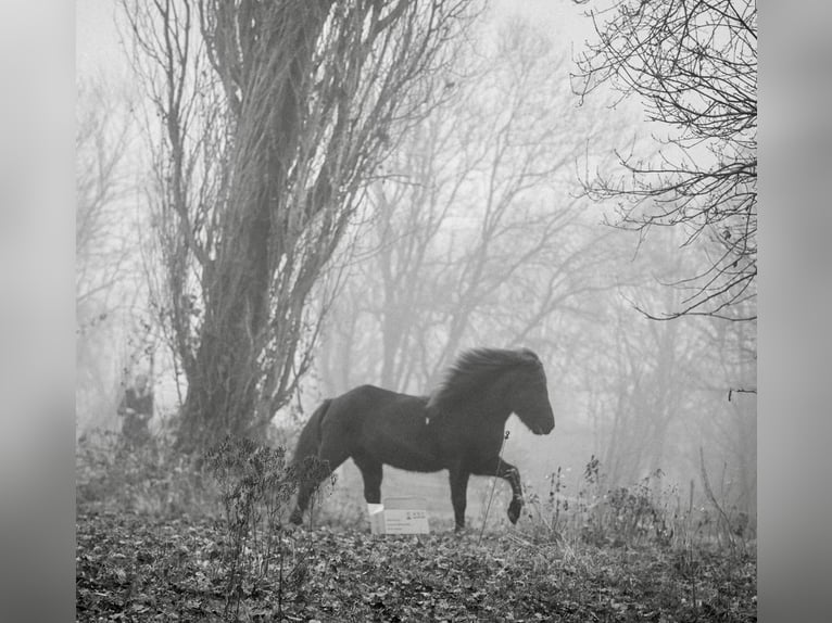 Icelandic Horse Mare 13 years 13,2 hh Black in Aachen