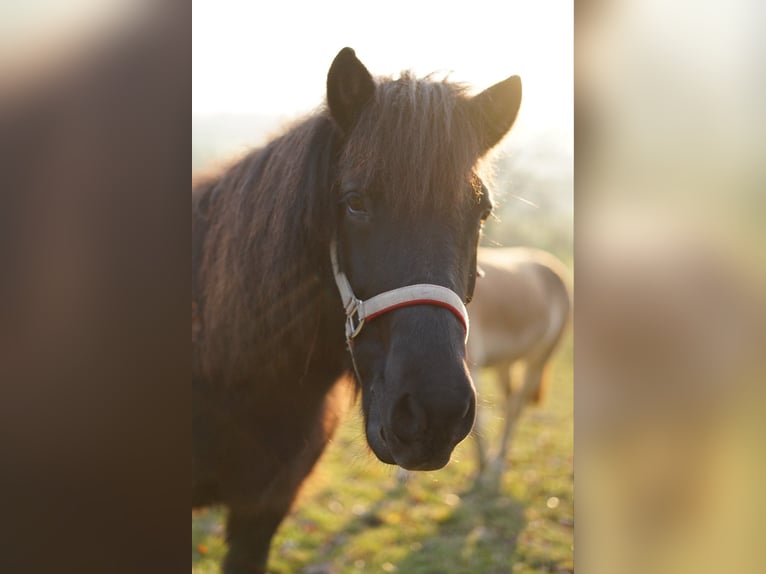 Icelandic Horse Mare 13 years 13,2 hh Black in Aachen