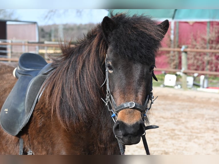 Icelandic Horse Mare 13 years 13.2 hh Brown in Fronreute