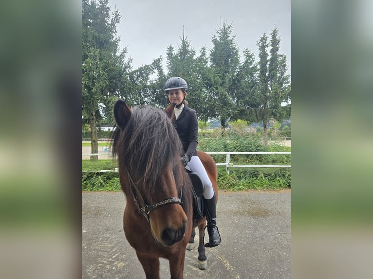Icelandic Horse Mare 13 years 13.2 hh Brown in Lochen am See