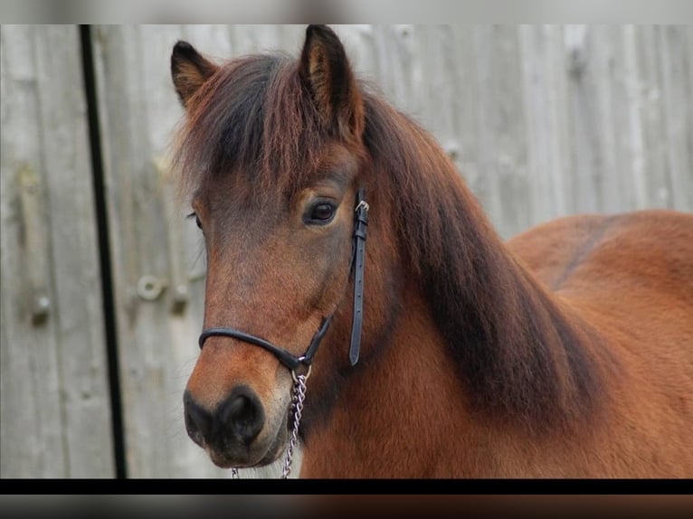 Icelandic Horse Mare 13 years 13,2 hh Brown in Nürtingen