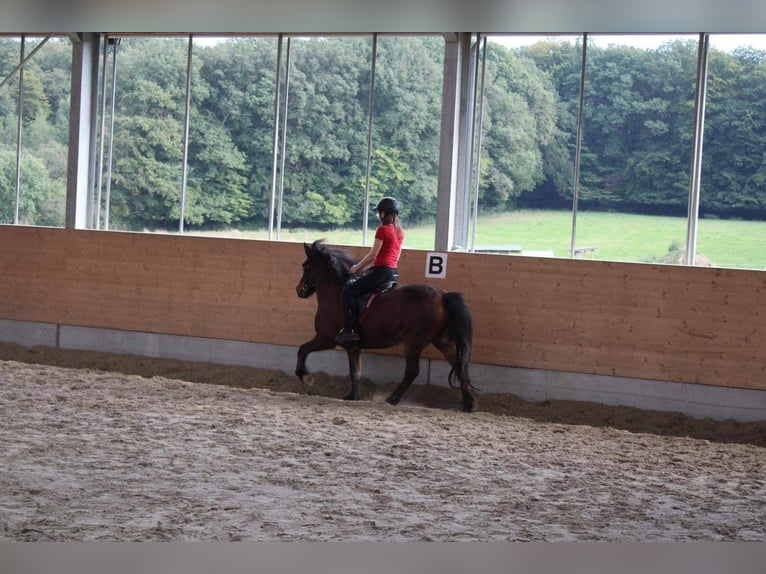 Icelandic Horse Mare 13 years 13.2 hh Brown in tuntange
