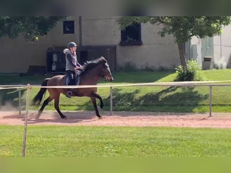 Icelandic Horse Mare 13 years 13.2 hh Brown in tuntange