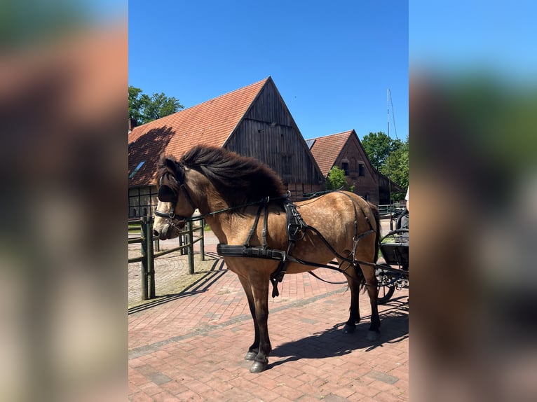 Icelandic Horse Mare 13 years 13,2 hh Buckskin in Havixbeck