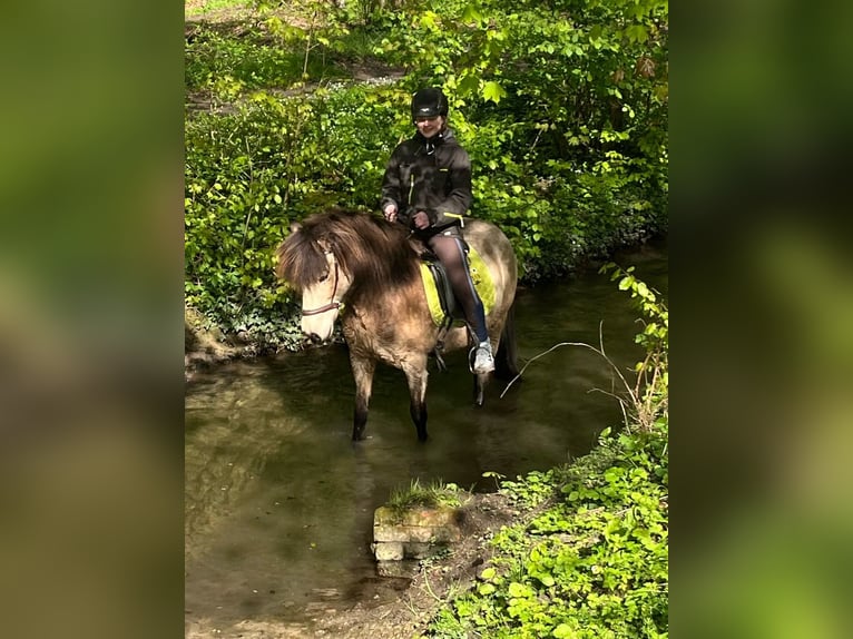 Icelandic Horse Mare 13 years 13,2 hh Buckskin in Havixbeck