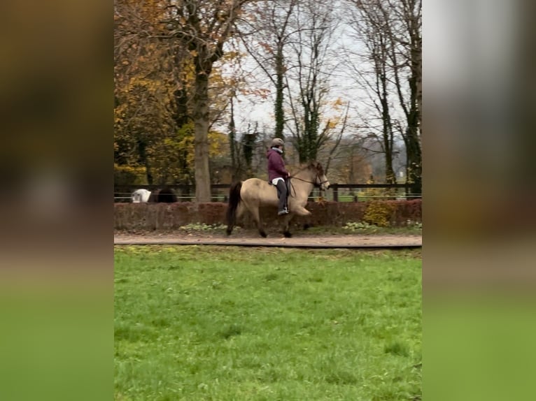 Icelandic Horse Mare 13 years 13,2 hh Buckskin in Havixbeck