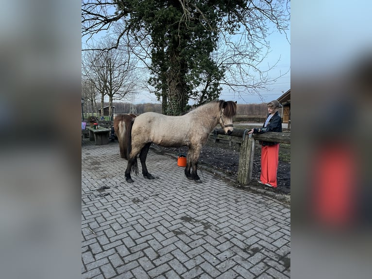 Icelandic Horse Mare 13 years 13,2 hh Buckskin in Havixbeck