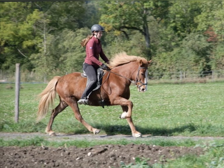 Icelandic Horse Mare 13 years 13.2 hh Chestnut-Red in Münsingen