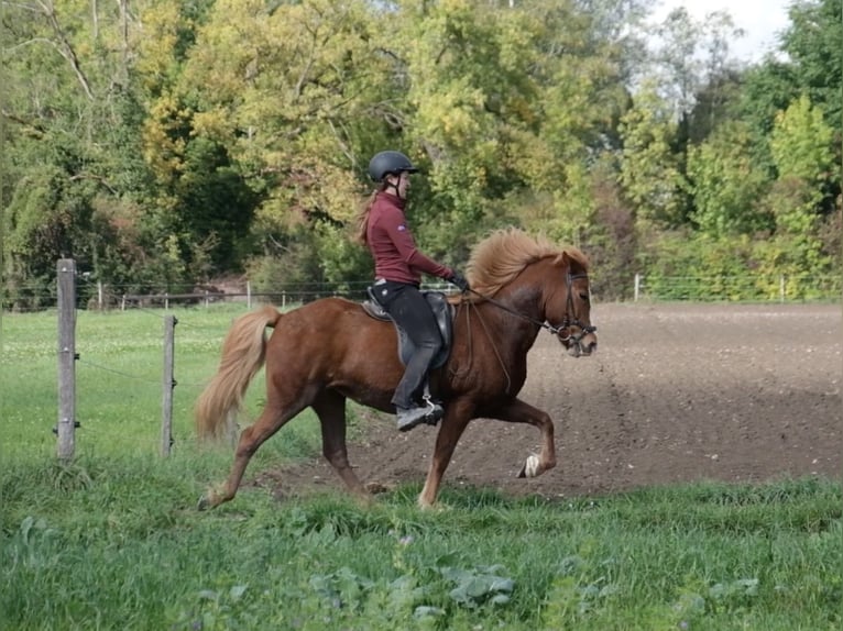 Icelandic Horse Mare 13 years 13.2 hh Chestnut-Red in Münsingen