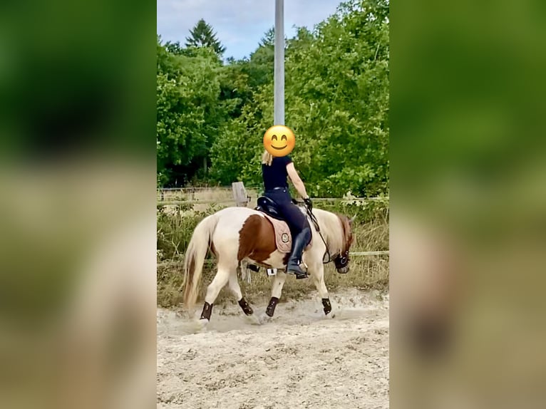 Icelandic Horse Mare 13 years 13.2 hh Pinto in Aurich
