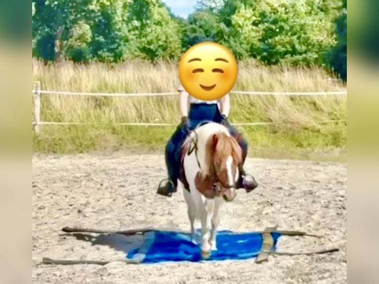 Icelandic Horse Mare 13 years 13.2 hh Pinto in Aurich